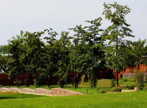 Какие деревья можно сажать во дворе частного дома. Деревья возле дома — виды которые можно и нельзя сажать. 100 фото лучших вариантов для посадки