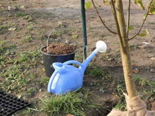 Какие деревья можно сажать возле дома осенью. Какие деревья и кусты нельзя сажать осенью 31