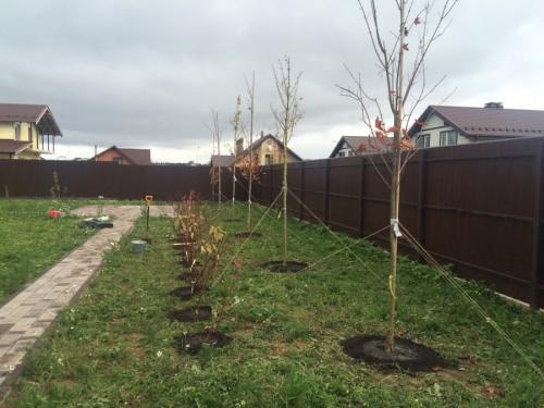 Какие деревья можно сажать во дворе частного дома. Деревья возле дома — виды которые можно и нельзя сажать. 100 фото лучших вариантов для посадки