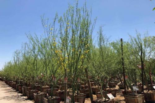 Какие деревья можно сажать возле дома осенью. Какие деревья и кусты нельзя сажать осенью