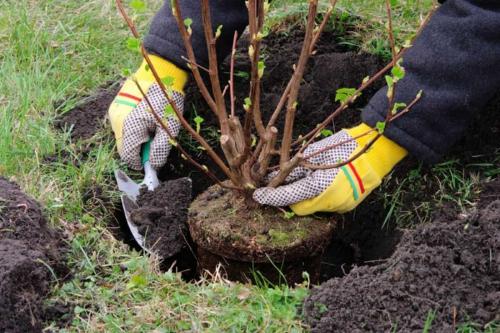 Какие деревья можно сажать возле дома осенью. Какие деревья и кусты нельзя сажать осенью