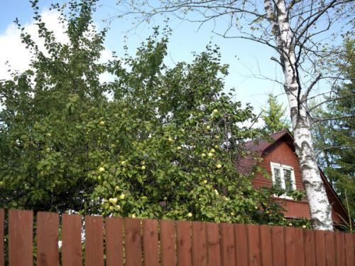 Какие деревья можно сажать возле дома, приметы. Какие деревья нельзя сажать возле дома, или Верите ли вы в народные приметы?