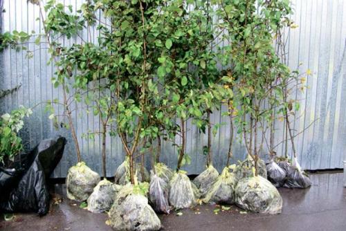 Какие деревья можно сажать возле дома осенью. Какие деревья и кусты нельзя сажать осенью 37