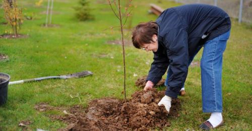 Какие деревья можно сажать возле дома осенью. Какие деревья и кусты нельзя сажать осенью 39