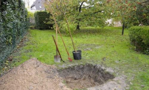 Какие деревья можно сажать возле дома осенью. Какие деревья и кусты нельзя сажать осенью 38