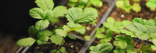 Какие сроки посадки клубники считаются оптимальными весной. Сроки посадки: когда лучше сажать клубнику