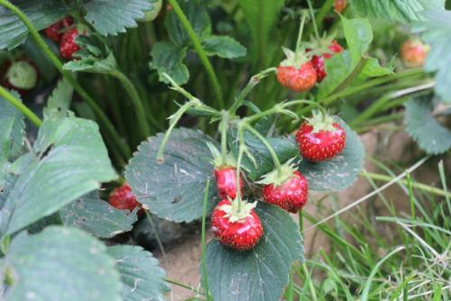 Сколько времени ждать первого урожая после посадки клубники. Когда плодоносит клубника — сроки для разных сортов, плодоношение после посадки, как ускорить, описание основных свойств клубники