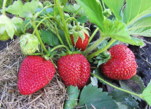 Сколько времени ждать первого урожая после посадки клубники. Когда плодоносит клубника — сроки для разных сортов, плодоношение после посадки, как ускорить, описание основных свойств клубники
