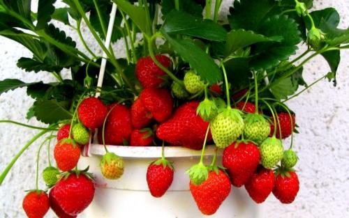 Сколько времени ждать первого урожая после посадки клубники. Когда плодоносит клубника — сроки для разных сортов, плодоношение после посадки, как ускорить, описание основных свойств клубники