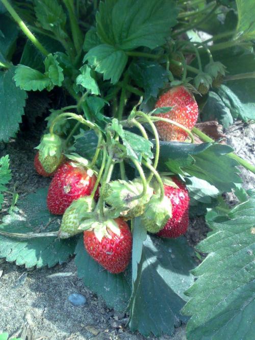 Сколько времени ждать первого урожая после посадки клубники. Когда плодоносит клубника — сроки для разных сортов, плодоношение после посадки, как ускорить, описание основных свойств клубники