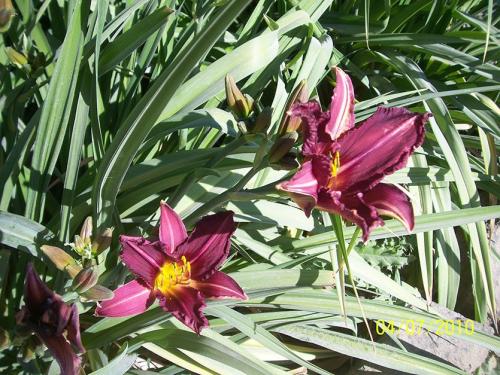 Какая трава растет на глинистой почве. Глинистая почва? Не беда! Есть растения и для вас