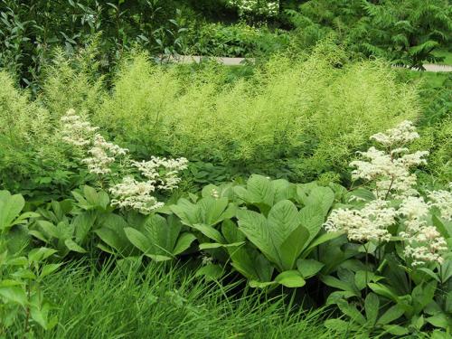 Какая трава растет на глинистой почве. Глинистая почва? Не беда! Есть растения и для вас