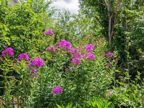 Какая трава растет на глинистой почве. Глинистая почва? Не беда! Есть растения и для вас