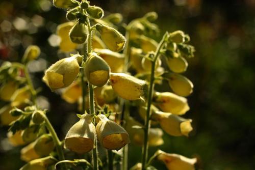 Какая трава растет на глинистой почве. Глинистая почва? Не беда! Есть растения и для вас