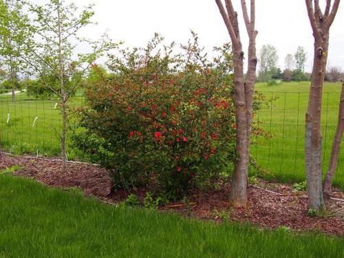 Какая трава растет на глинистой почве. Глинистая почва? Не беда! Есть растения и для вас