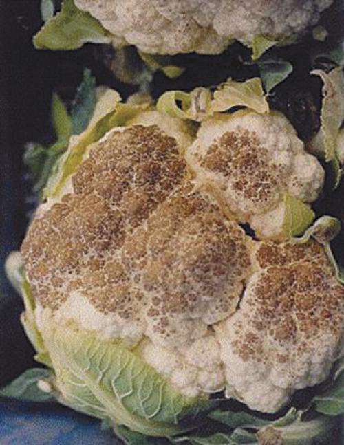 При какой температуре замерзает цветная капуста. Климатические требования