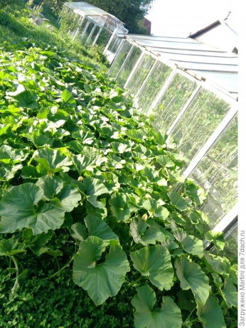 Когда созревает тыква в лен обл. Тыквы в Ленинградской области