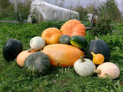 Когда созревает тыква в лен обл. Тыквы в Ленинградской области