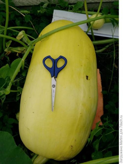 Когда созревает тыква в лен обл. Тыквы в Ленинградской области