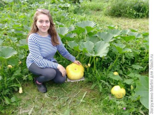 Когда созревает тыква в лен обл. Тыквы в Ленинградской области