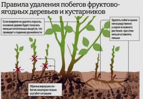 Как избавиться от поросли яблони. Советы и рекомендации: как удалить молодую поросль деревьев с участка