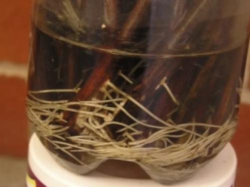 Сохранит ли поросль яблони.. Что делать с порослью яблони 21