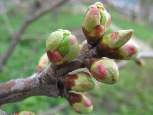 Поросль на стволе яблони. Волчки на яблоне —, что это и откуда берутся?