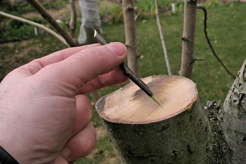 Яблоня из пня. Прививка за кору на спиленный ствол старой яблони