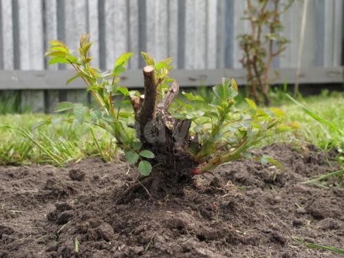 Сохранит ли поросль яблони.. Что делать с порослью яблони 18