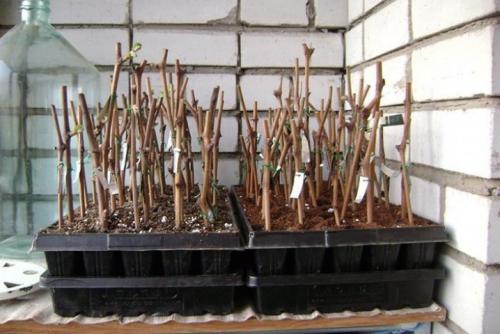 Сохранит ли поросль яблони.. Что делать с порослью яблони 22