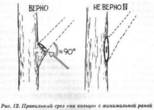Поросль на стволе яблони. Волчки на яблоне —, что это и откуда берутся?