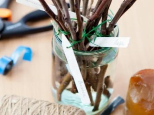 Сохранит ли поросль яблони.. Что делать с порослью яблони 20