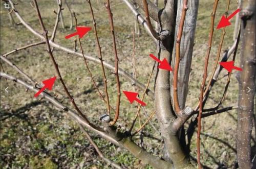 Поросль на стволе яблони. Волчки на яблоне —, что это и откуда берутся?