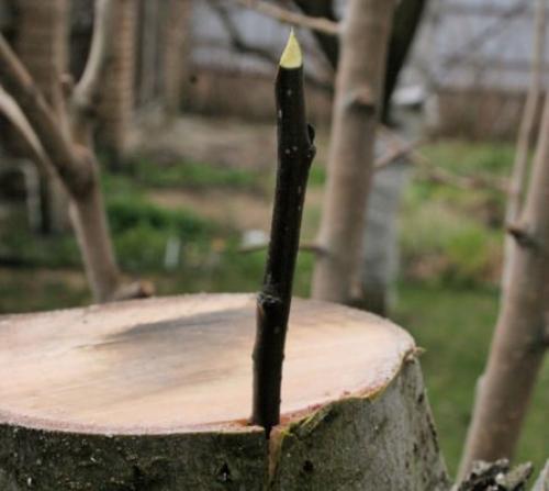 Яблоня из пня. Прививка за кору на спиленный ствол старой яблони