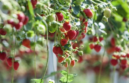 Финская технология выращивания клубники: секреты высоких грядок для богатого урожая 12 Финская технология выращивания клубники: секреты высоких грядок для богатого урожая 12