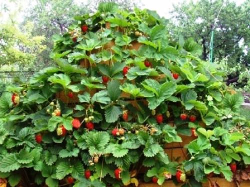 Финская технология выращивания клубники: секреты высоких грядок для богатого урожая 10 Финская технология выращивания клубники: секреты высоких грядок для богатого урожая 10