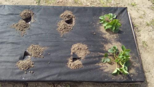 Можно ли использовать высокую грядку для выращивания клубники в регионах с холодным климатом. Виды грядок для выращивания клубники