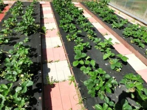 Финская технология выращивания клубники: секреты высоких грядок для богатого урожая 05 Финская технология выращивания клубники: секреты высоких грядок для богатого урожая 05