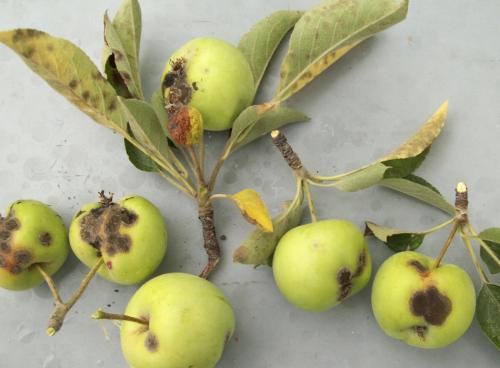 Осень и парша: как защитить яблони от опасного заболевания 11