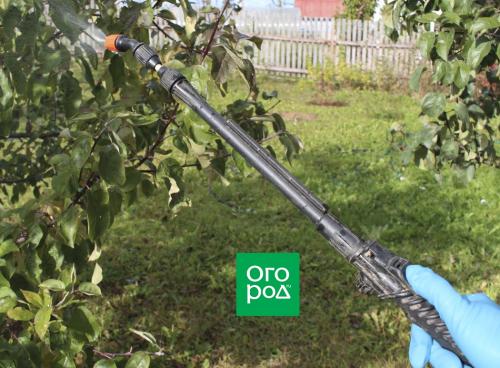 Осень и парша: как защитить яблони от опасного заболевания 14