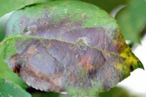 Осень и парша: как защитить яблони от опасного заболевания 06