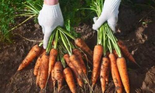 Когда нужно убирать морковь. Когда нужно убирать с грядки?