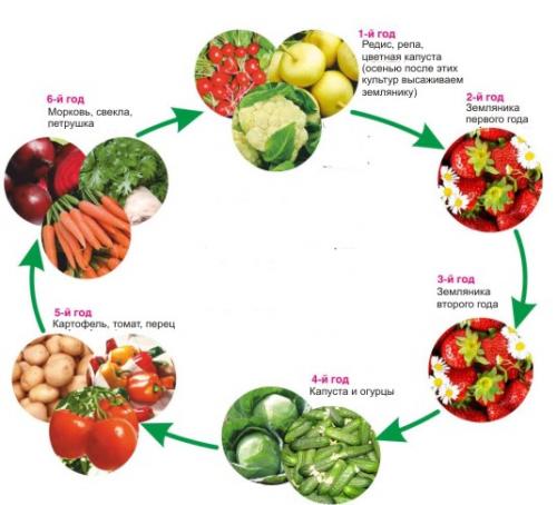 Какая почва лучше всего подходит для клубники и земляники. Какой должна быть почва под клубнику