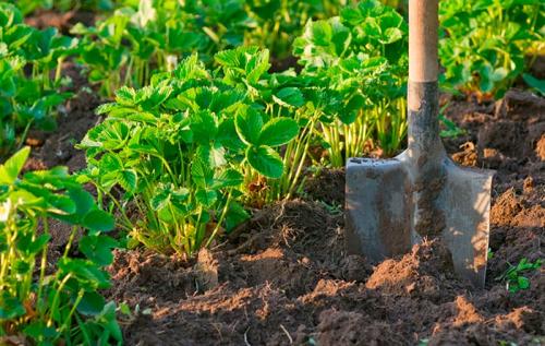 Влияет ли кислотность почвы на урожайность клубники. Какая кислотность почвы подходит для клубники и земляники?