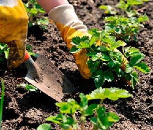 Влияет ли кислотность почвы на урожайность клубники. Какая кислотность почвы подходит для клубники и земляники?