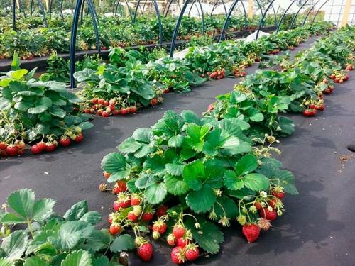 Влияет ли кислотность почвы на урожайность клубники. Какая кислотность почвы подходит для клубники и земляники?