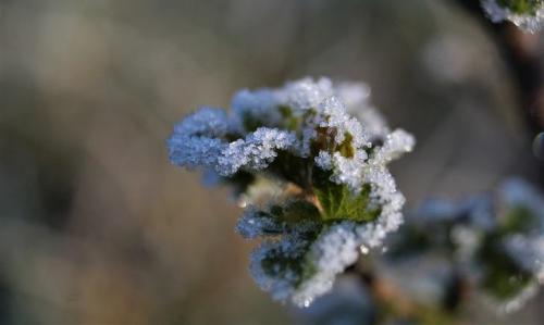 Боится ли свекла морозов осенью. Боится ли свекла заморозков: нужно ли срочно убирать урожай 02