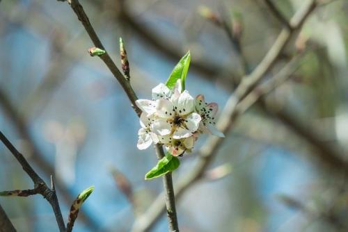 Боится ли свекла морозов осенью. Боится ли свекла заморозков: нужно ли срочно убирать урожай 03
