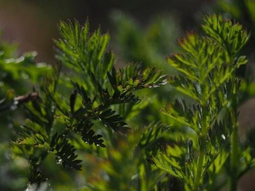 Боится ли свекла морозов осенью. Боится ли свекла заморозков: нужно ли срочно убирать урожай 05