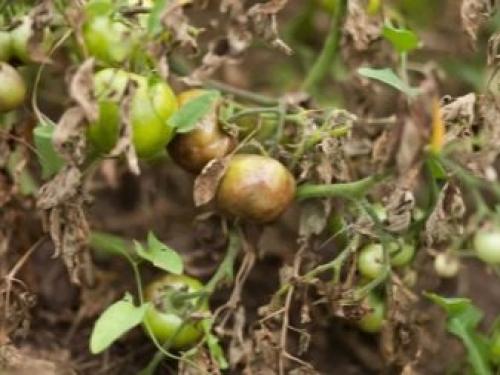 Почему у томатов белая мякоть у плодоножки. Почему появляются белые плодоножки внутри помидоров - причины 15